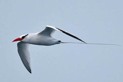 Red-billed Tropicbird